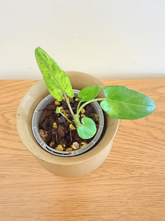 Alocasia Lauterbachiana Variegated