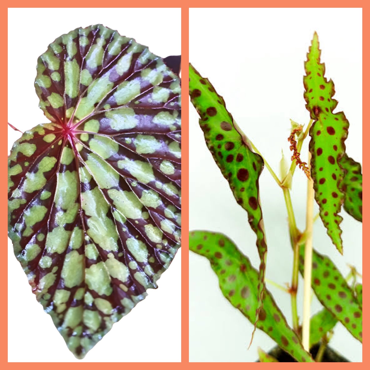 Begonia Colin No1 (Chlorosticta x Amphioxus)