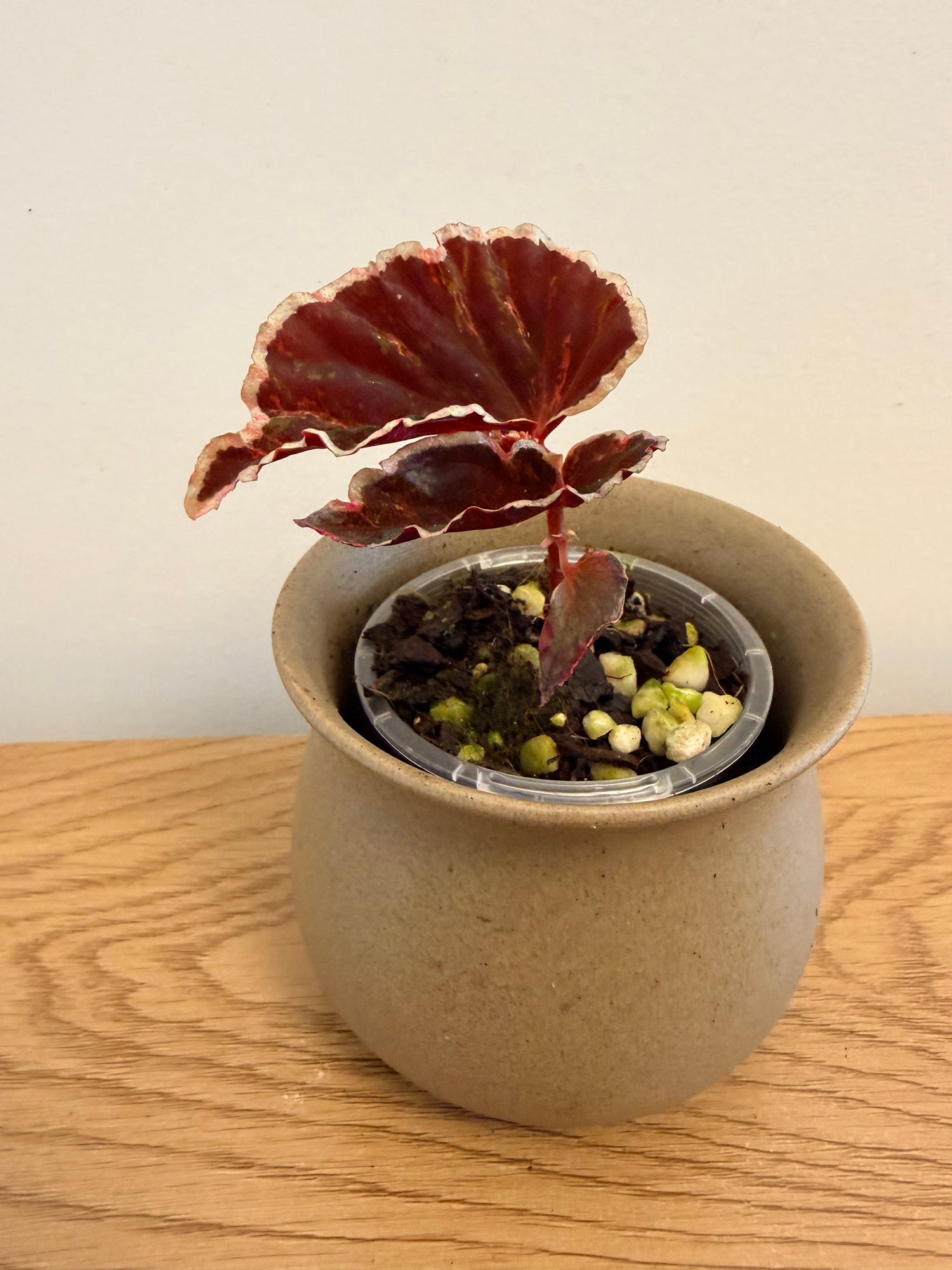 Begonia Darthvaderiana Variegated (B)
