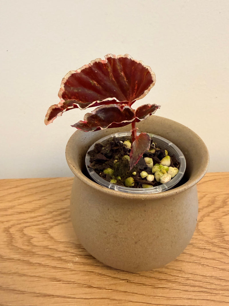 Begonia Darthvaderiana Variegated (B)