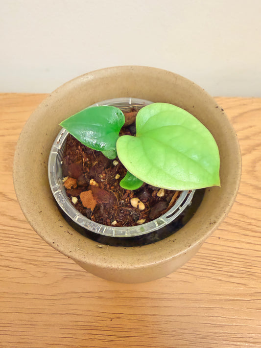Anthurium Luxurians
