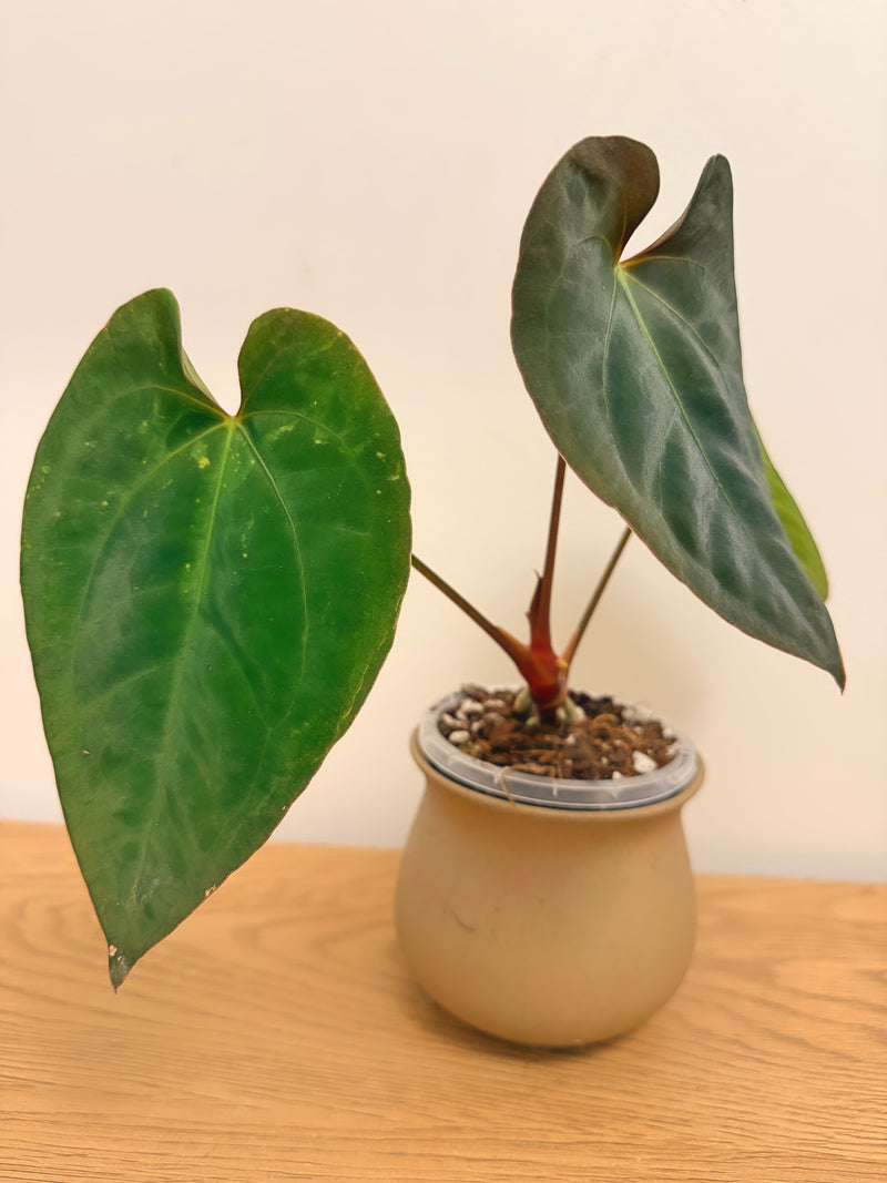 Anthurium Papillilaminum X (A)