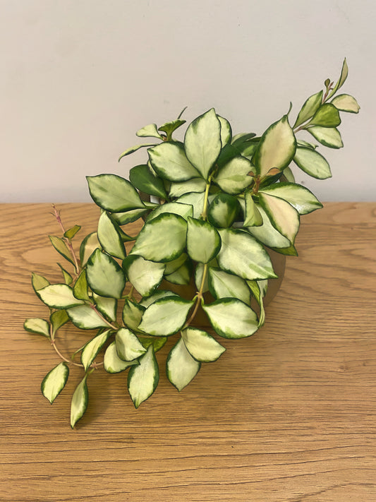 Hoya Heuschkeliana Variegated