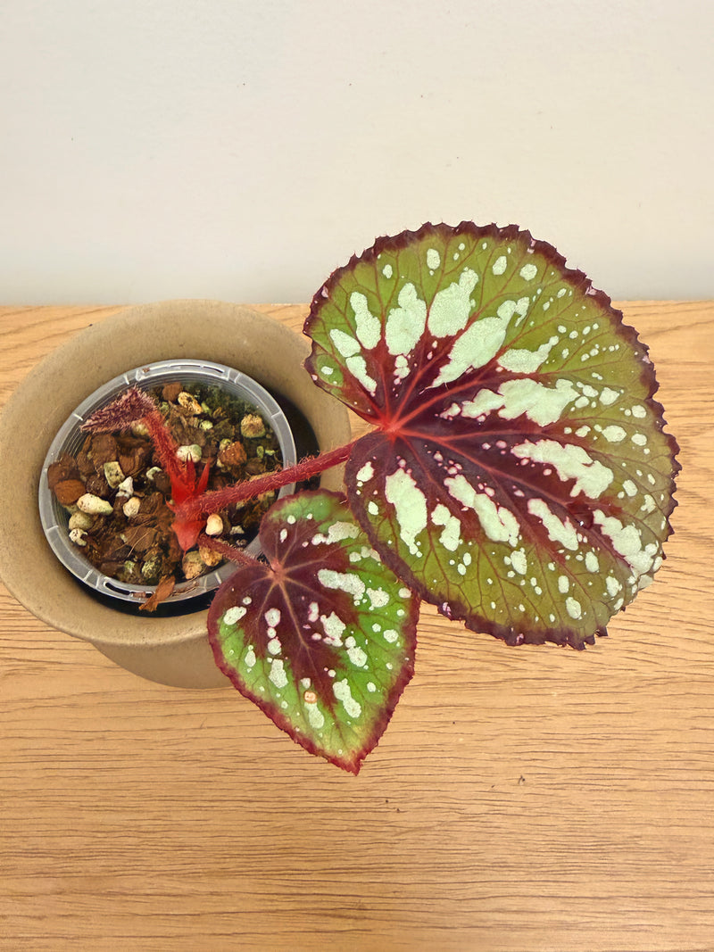 Begonia Matcha Chocolate