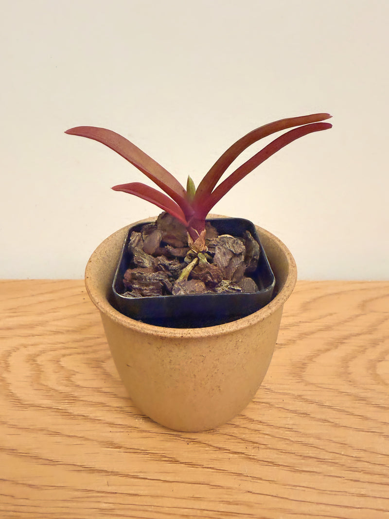Vandachostylis TSS Taiwan Gandharva ‘12-2’ (Vanda Lou Sneary x Rhy.Gigantea)