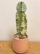 Euphorbia Ammak
