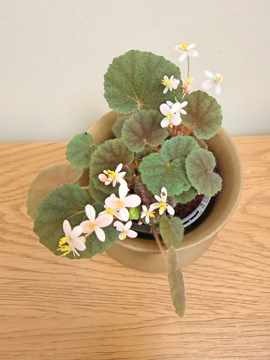 Begonia Hoehneana