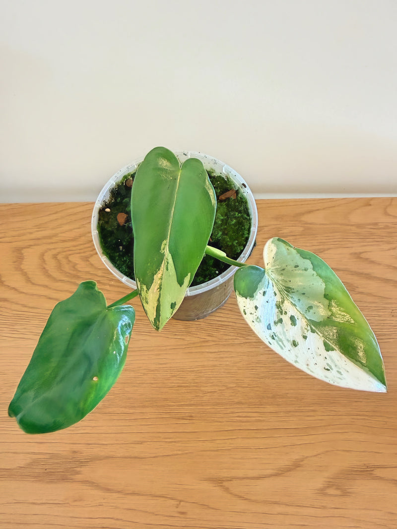 Philodendron Ilsemanii Variegated (A)