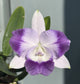 Lc. Moonlight Dream ‘SVO Moonlight Kiss’ AM/AOS x Lc. Mini Purple f. Coerulea ‘H+R’ 4N