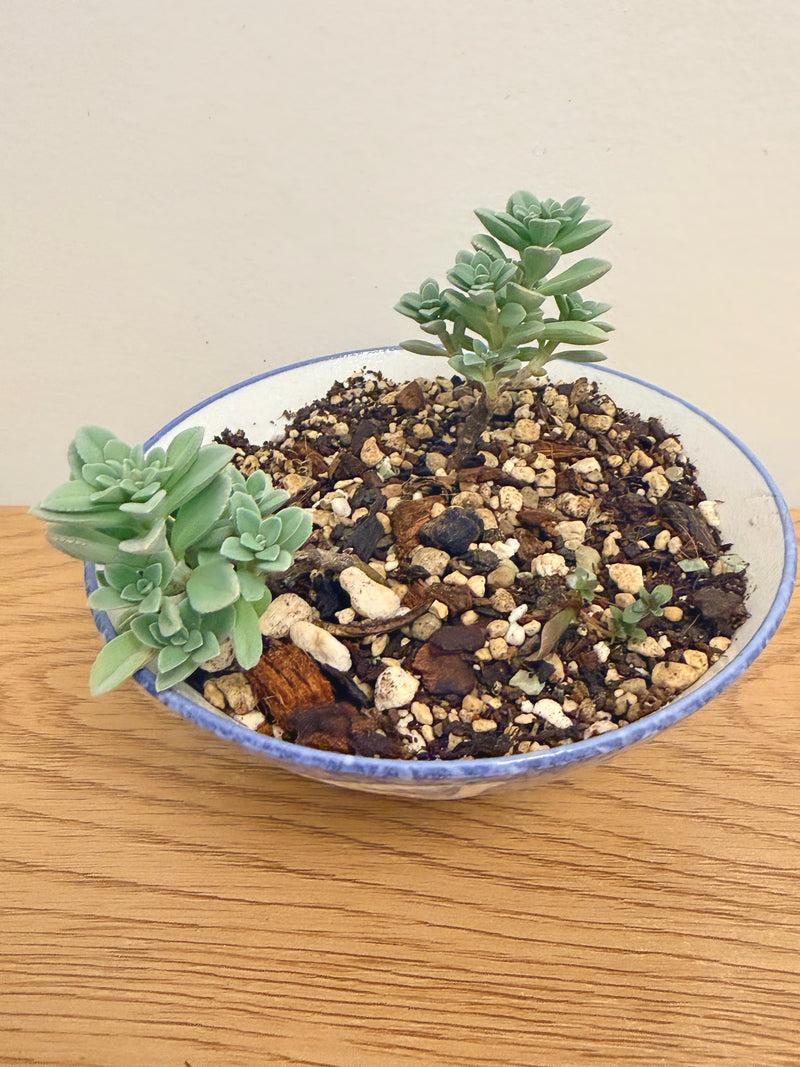 Bonsai Bowl