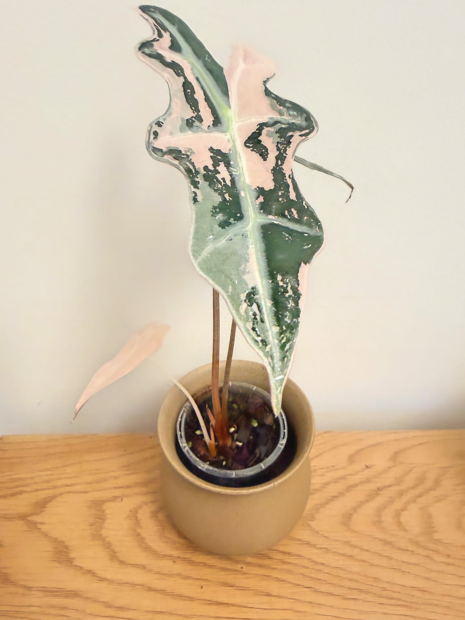 Alocasia Nobilis Pink