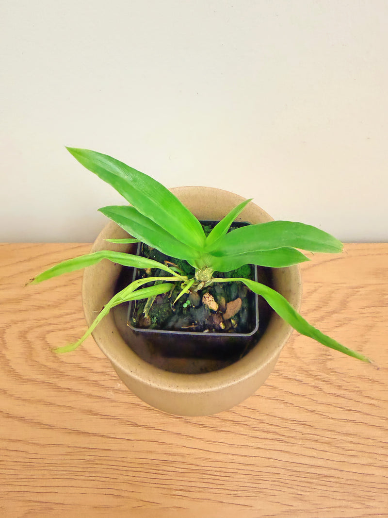 Zygonisia Cynosure ‘Blue Birds’ AM/AOS