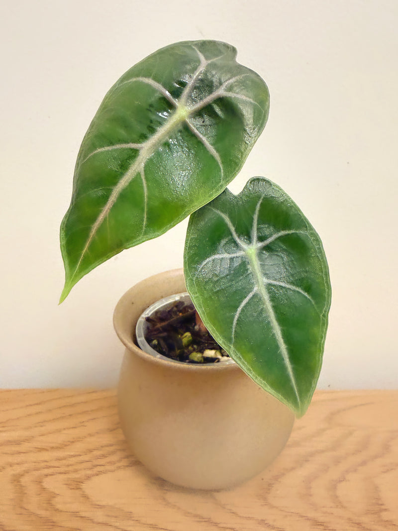 Alocasia Black Satun Pink Bone