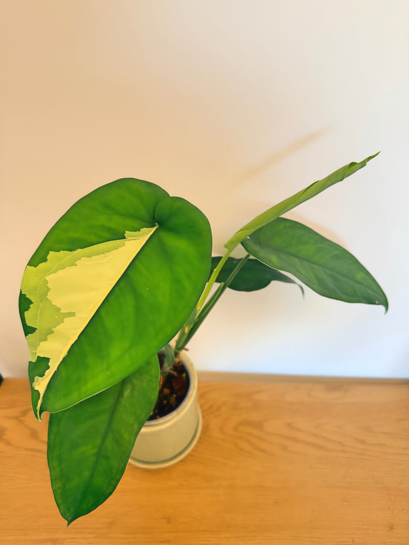 Syngonium Chiapense Variegated