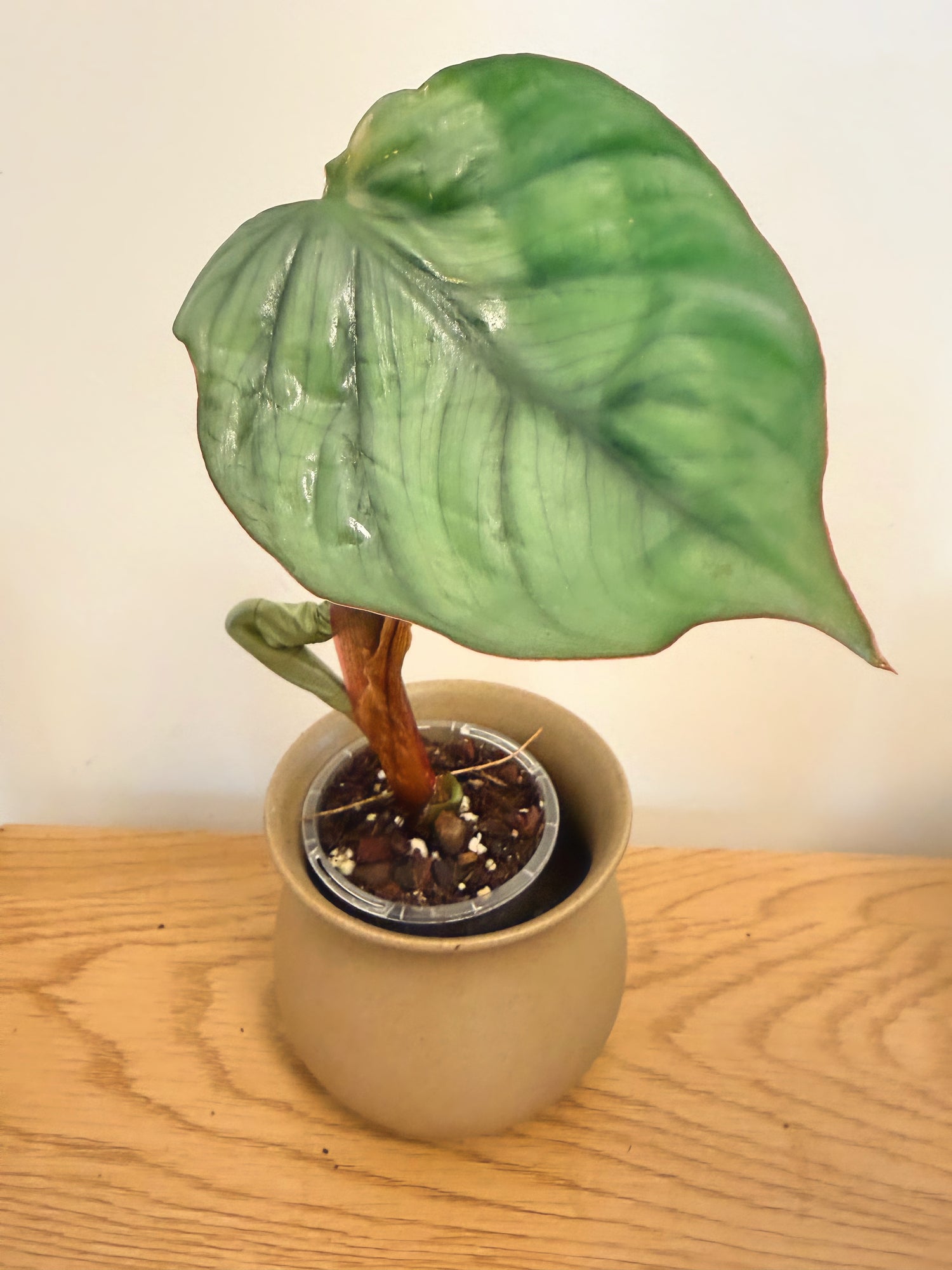 Philodendron Columbianum