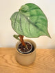 Philodendron Columbianum
