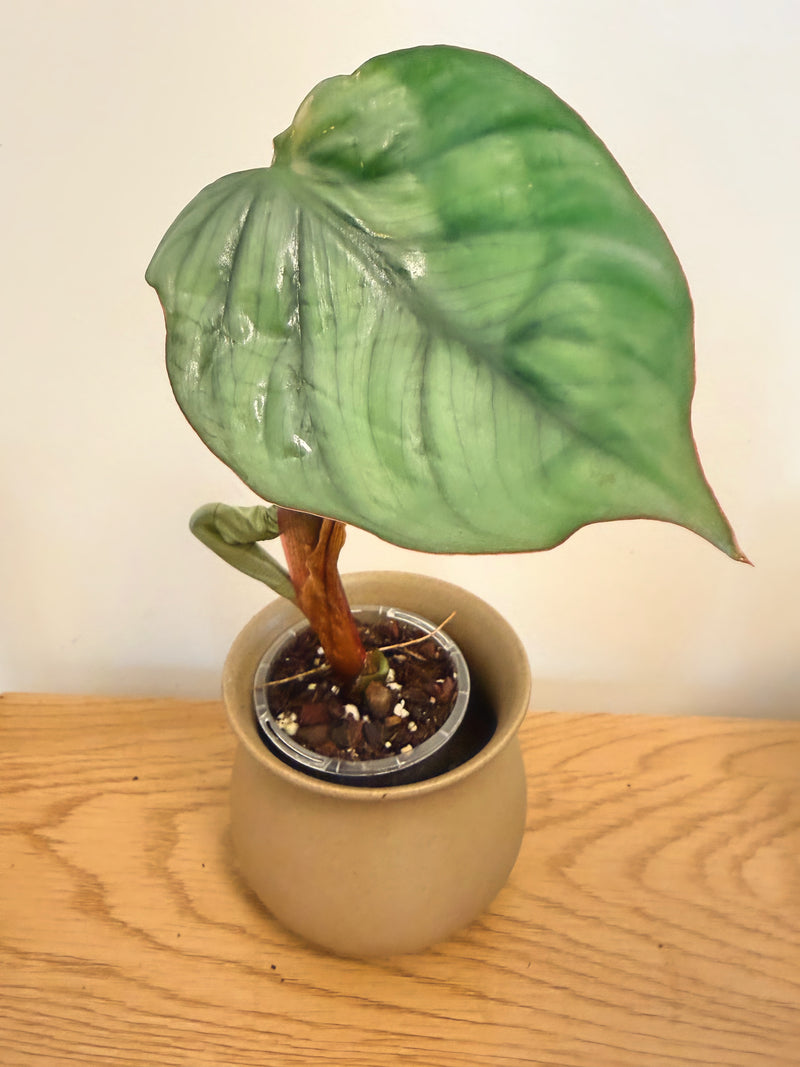 Philodendron Columbianum