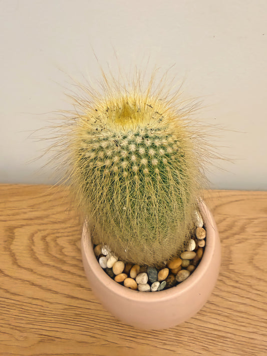 Parodia Leninghausii