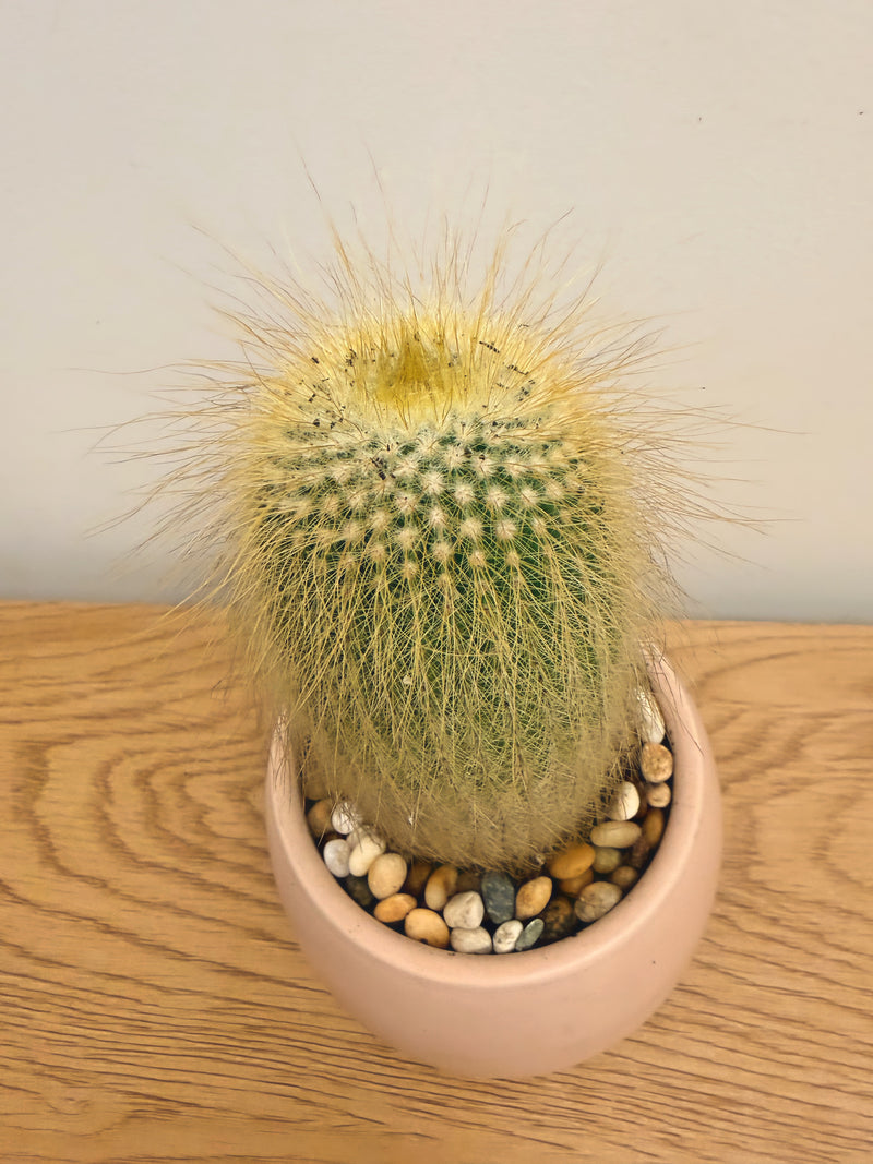 Parodia Leninghausii