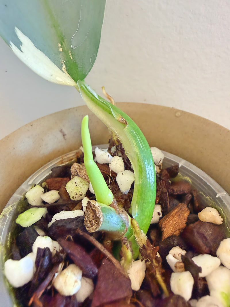 Philodendron Silver Sword Variegated (C)