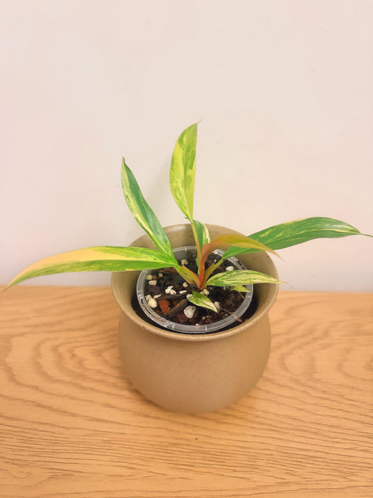 Philodendron Caramel Marble