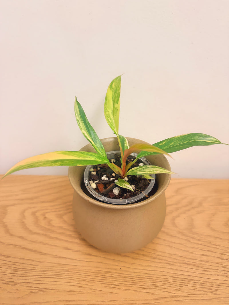 Philodendron Caramel Marble