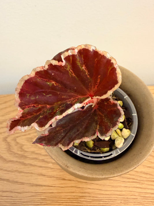 Begonia Darthvaderiana Variegated (B)