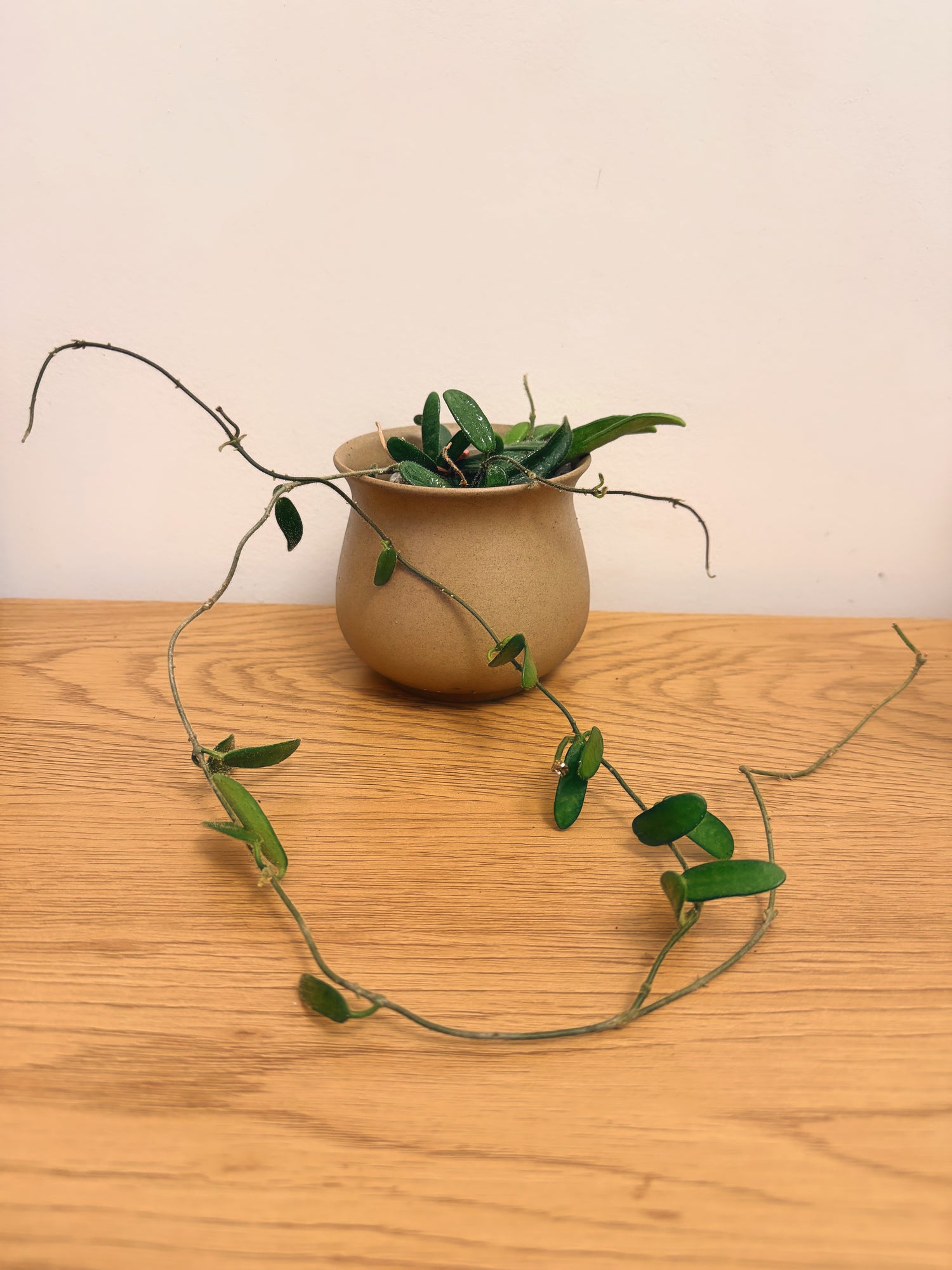 Hoya Spectatissima (B) with peduncle