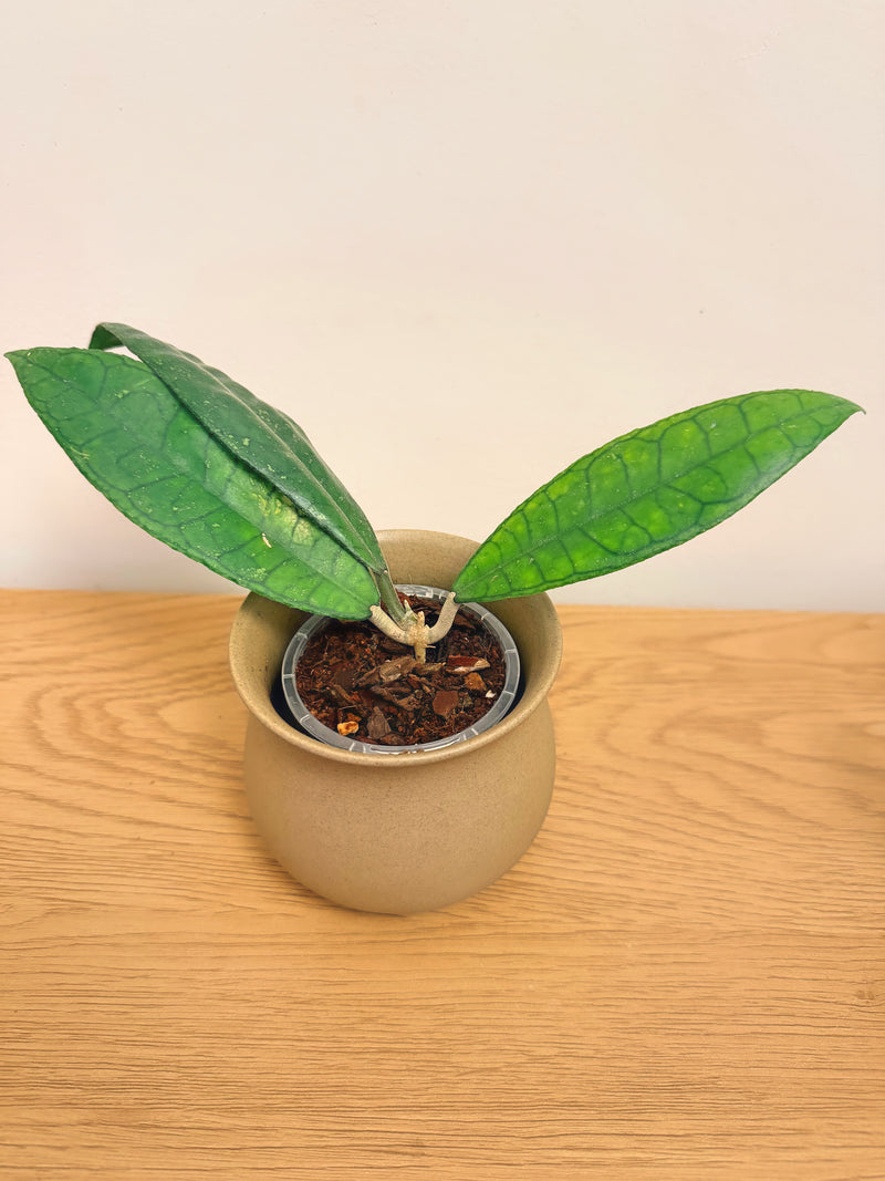 Hoya Finlaysonii Long Leaf (B)