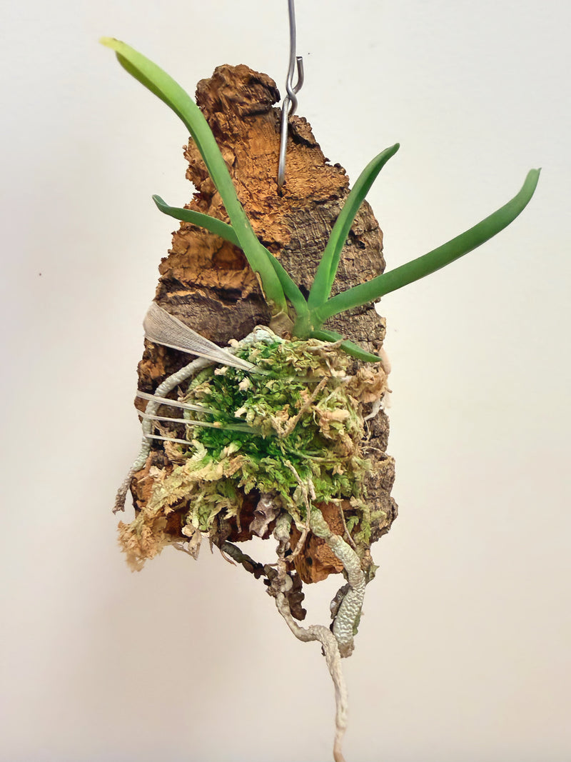 Angraecum Didieri