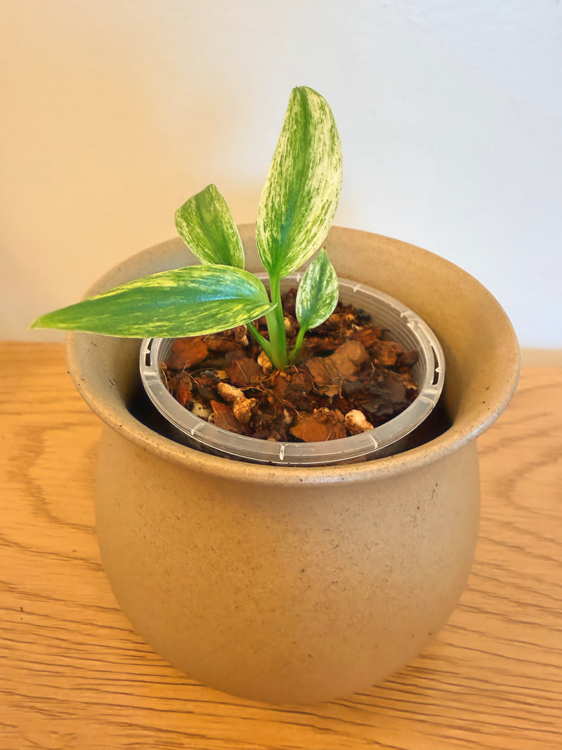 Epipremnum Amplissimum Silver Albo