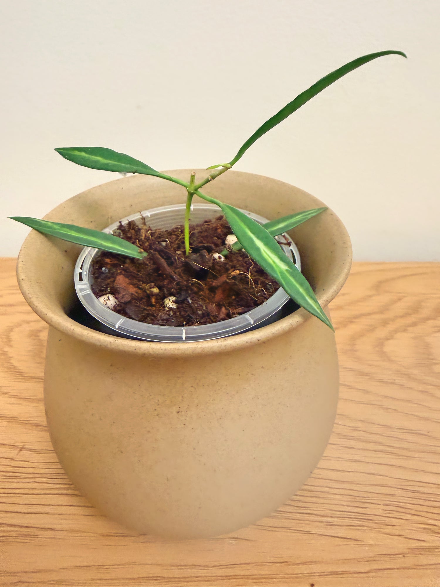 Hoya Tsangii Inner Variegated