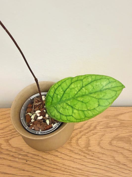 Hoya Meridithii