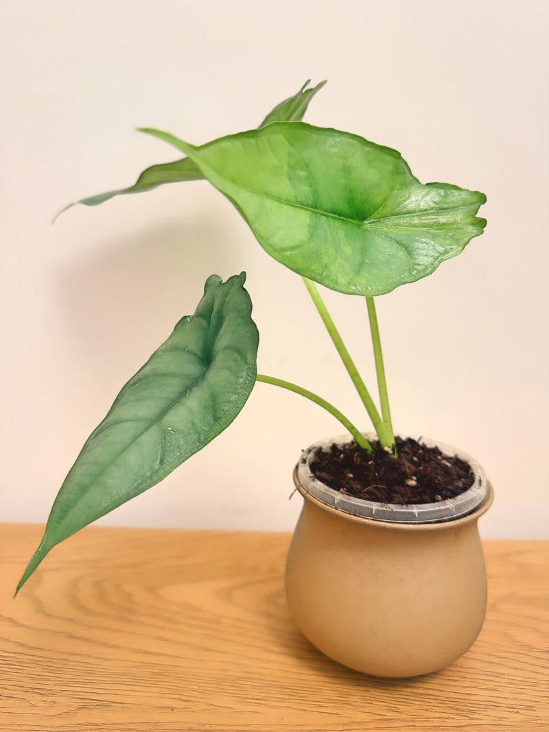 Alocasia Dragon Breath Aurea