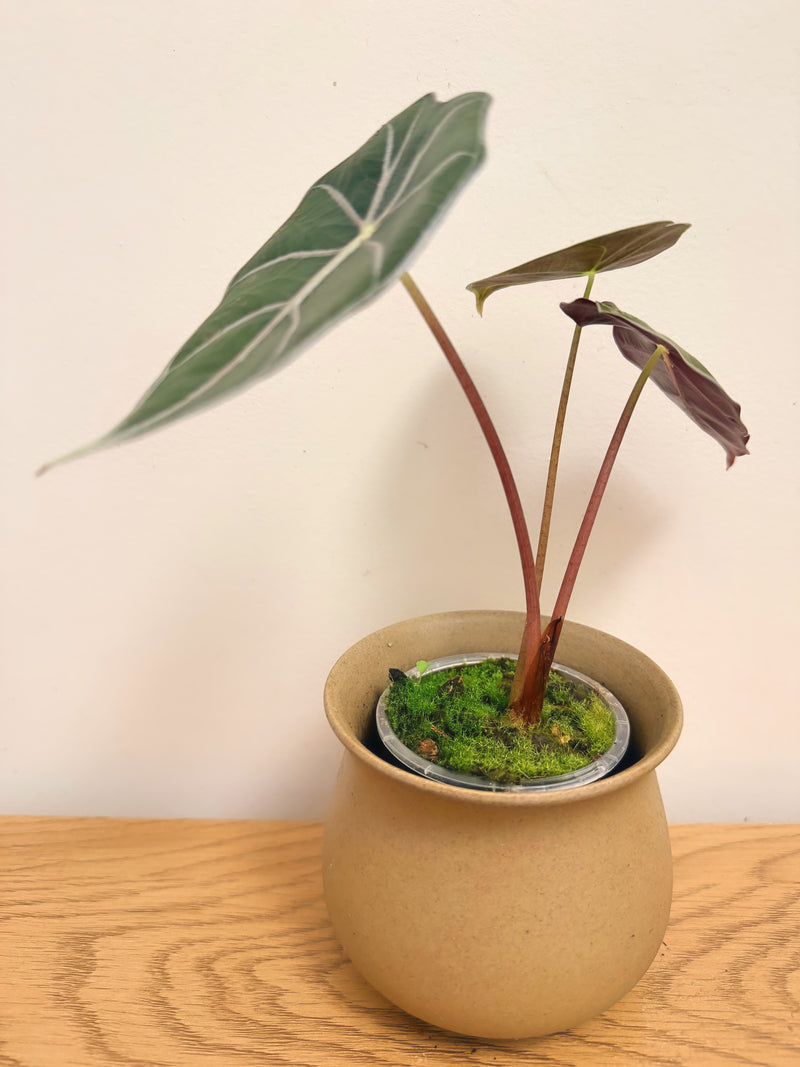 Alocasia Longiloba ‘Purple Vein’