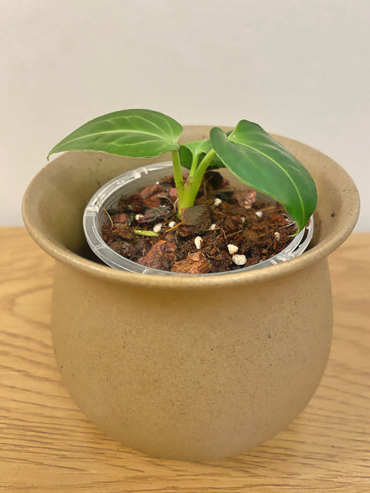 Anthurium Regale