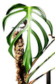 Monstera Burle Marx Flame