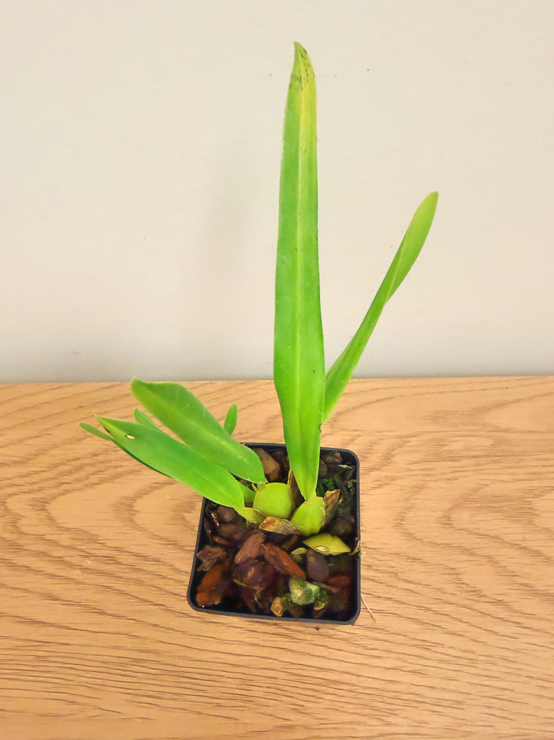 Oncidium Charlesworthii