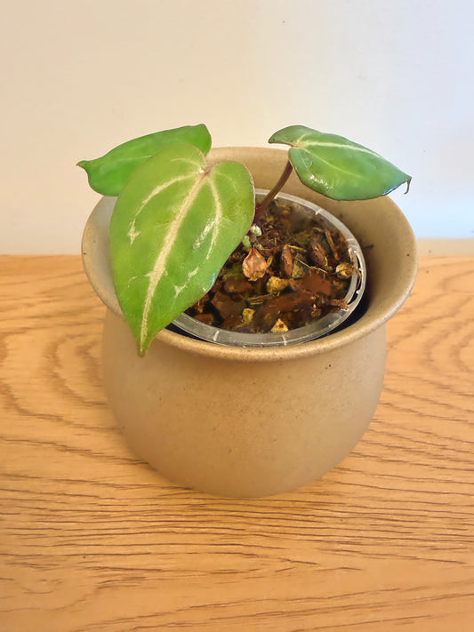 Anthurium Red Crystallinum