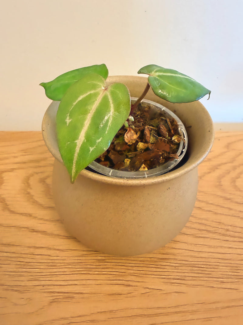 Anthurium Red Crystallinum