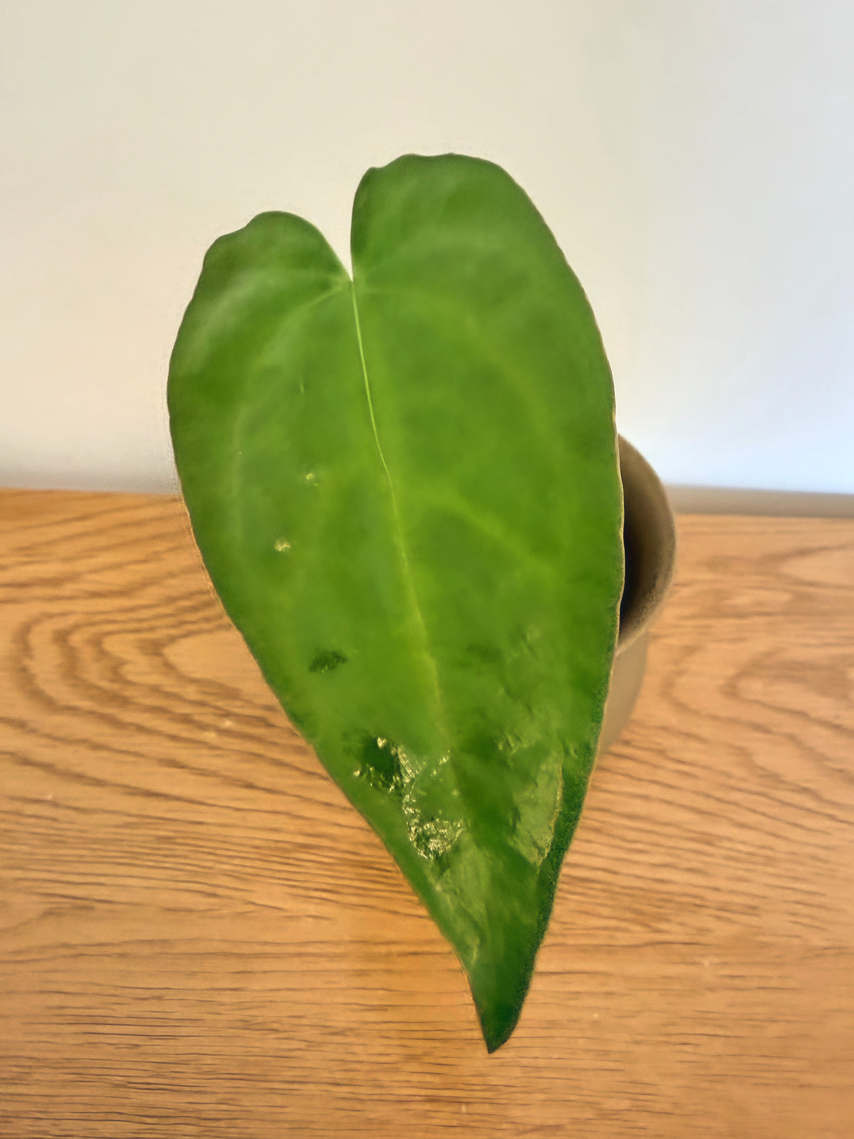 Anthurium Black Velvet x Subsignatum (B)