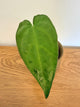 Anthurium Black Velvet x Subsignatum (B)