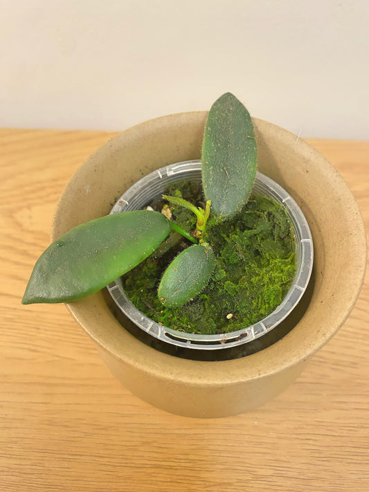 Hoya Thomsonii