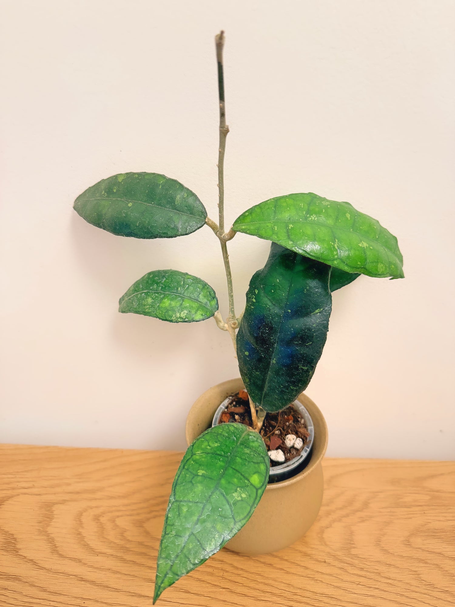 Hoya sp. Nong Nooch