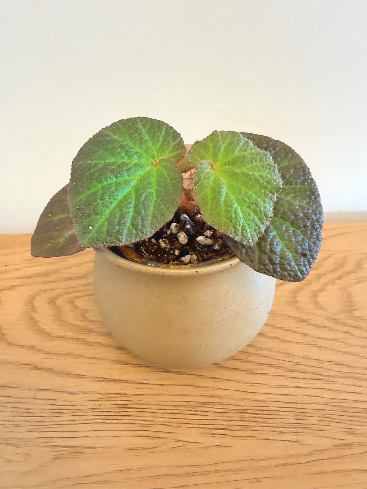 Begonia Manaus