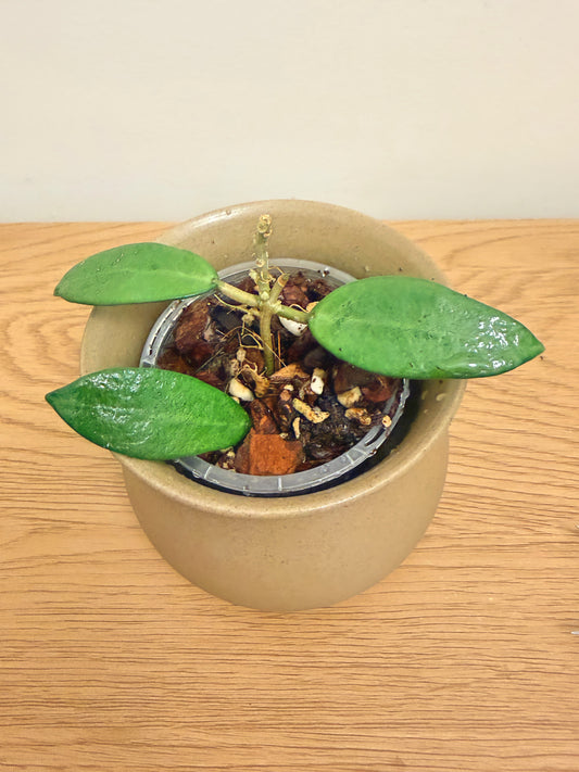 Hoya Silver Lady Dy