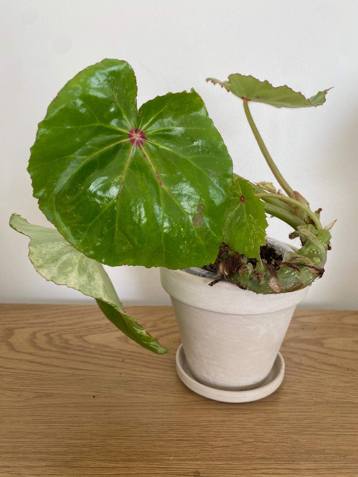 Begonia Rouge Variegated (C)