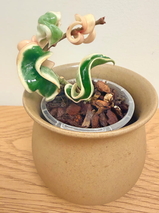 Hoya Compacta Regalis