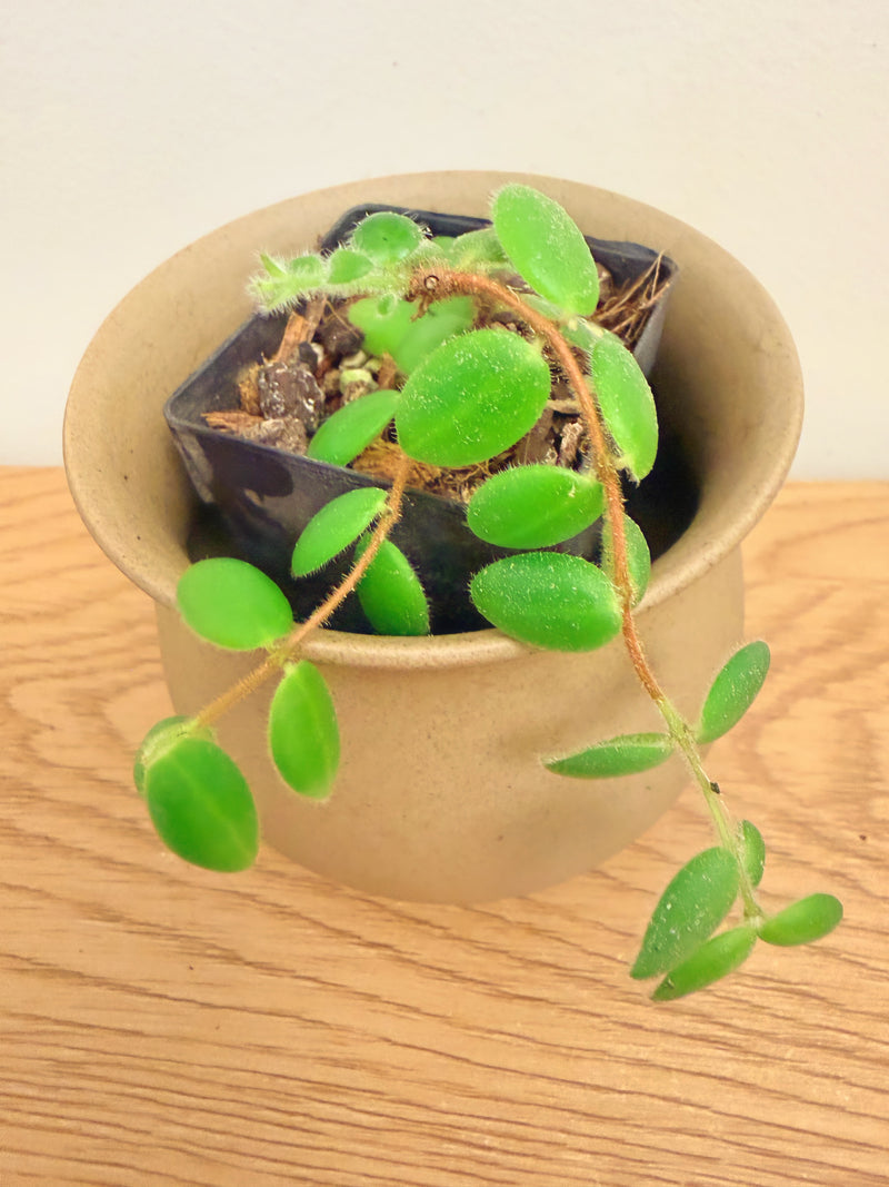 Aeschynanthus Gracilis