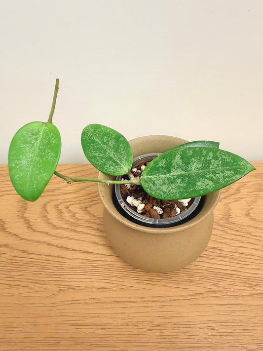 Hoya Snowball (B)